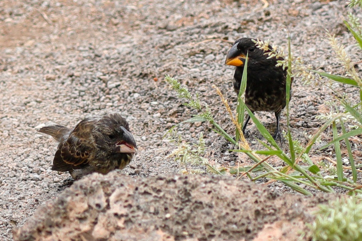 Large Ground-Finch - ML637977112