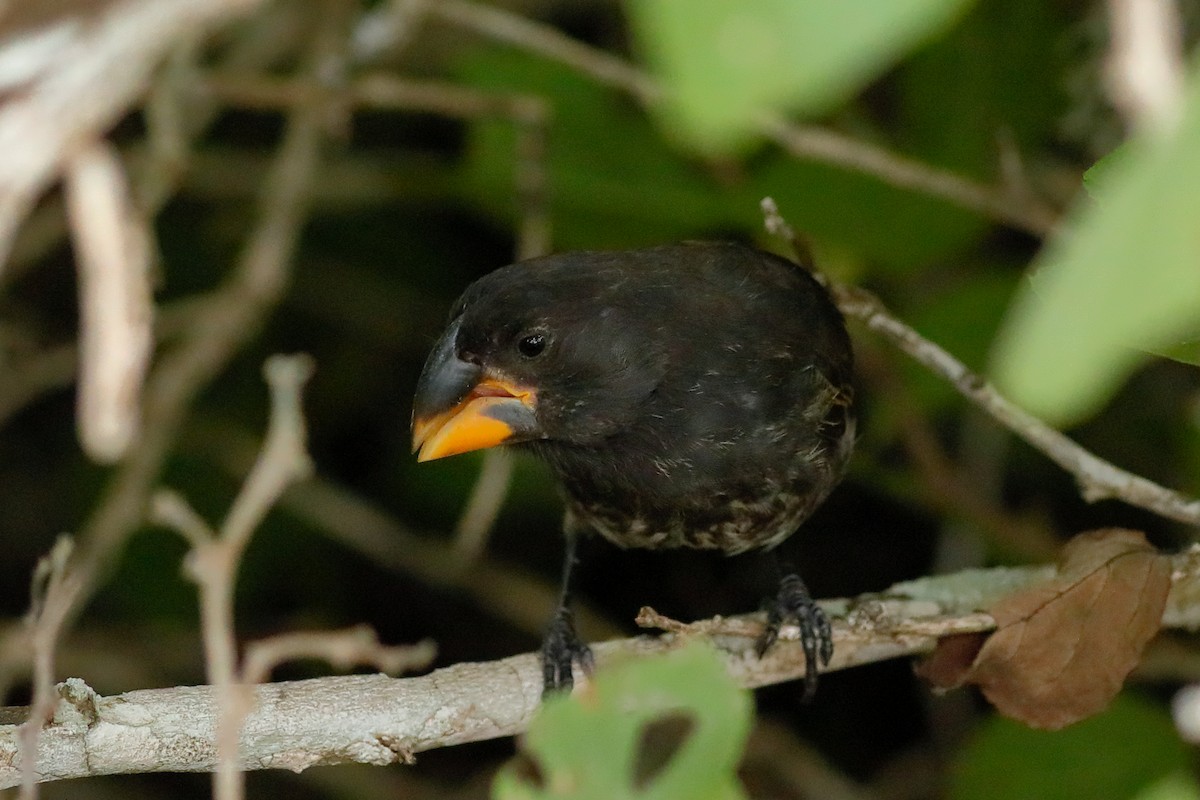 Large Ground-Finch - ML637977113