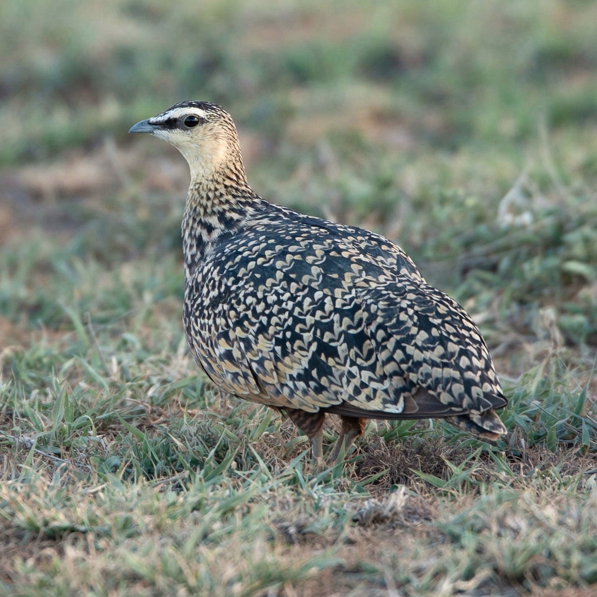 Yellow-throated Sandgrouse - ML637977117