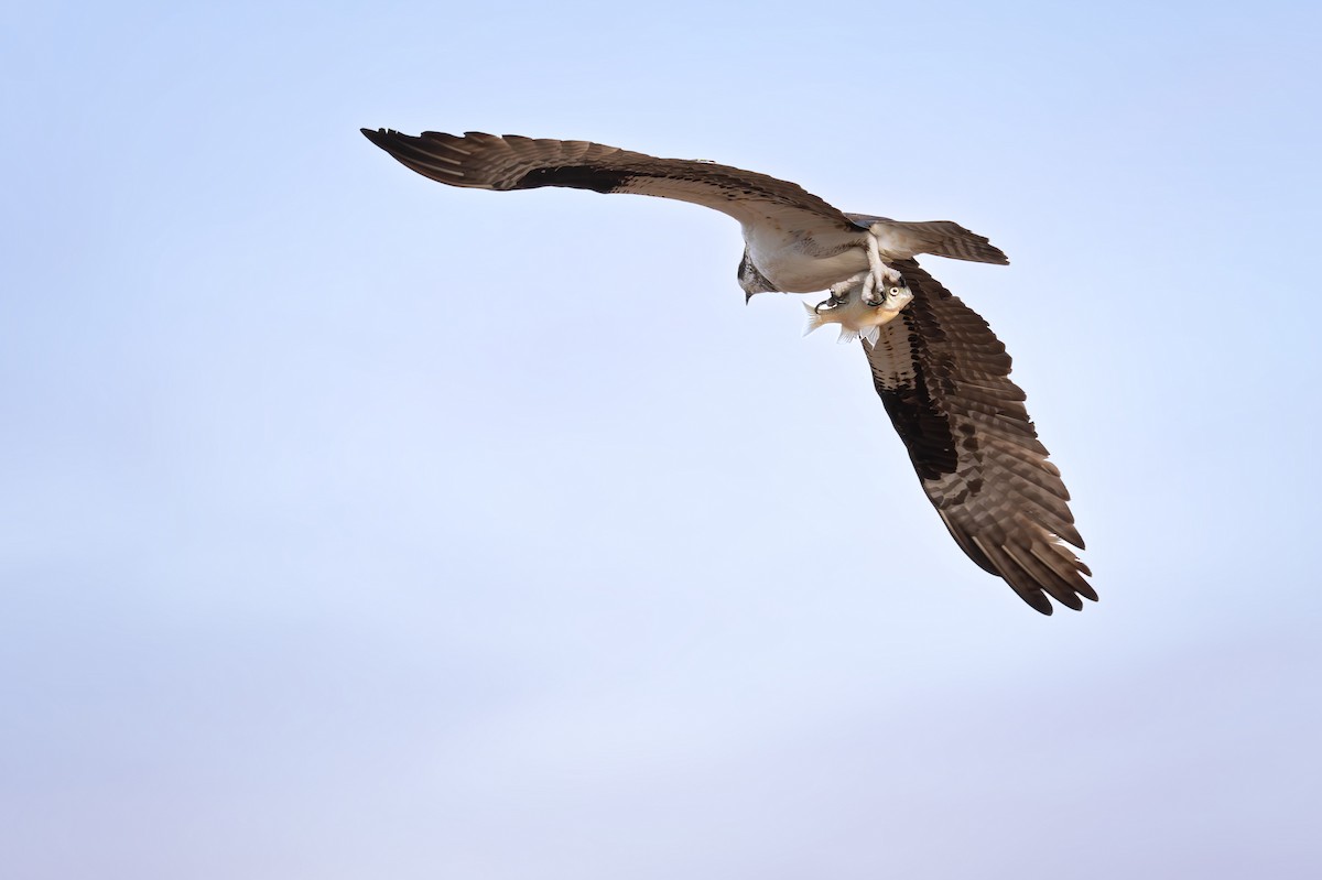 Osprey (American) - ML637977131