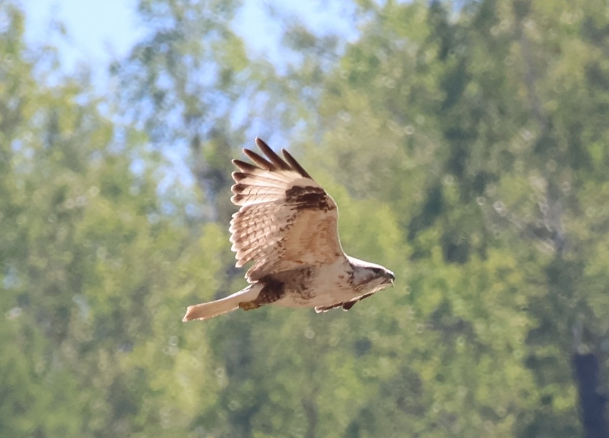 Upland Buzzard - ML637977138