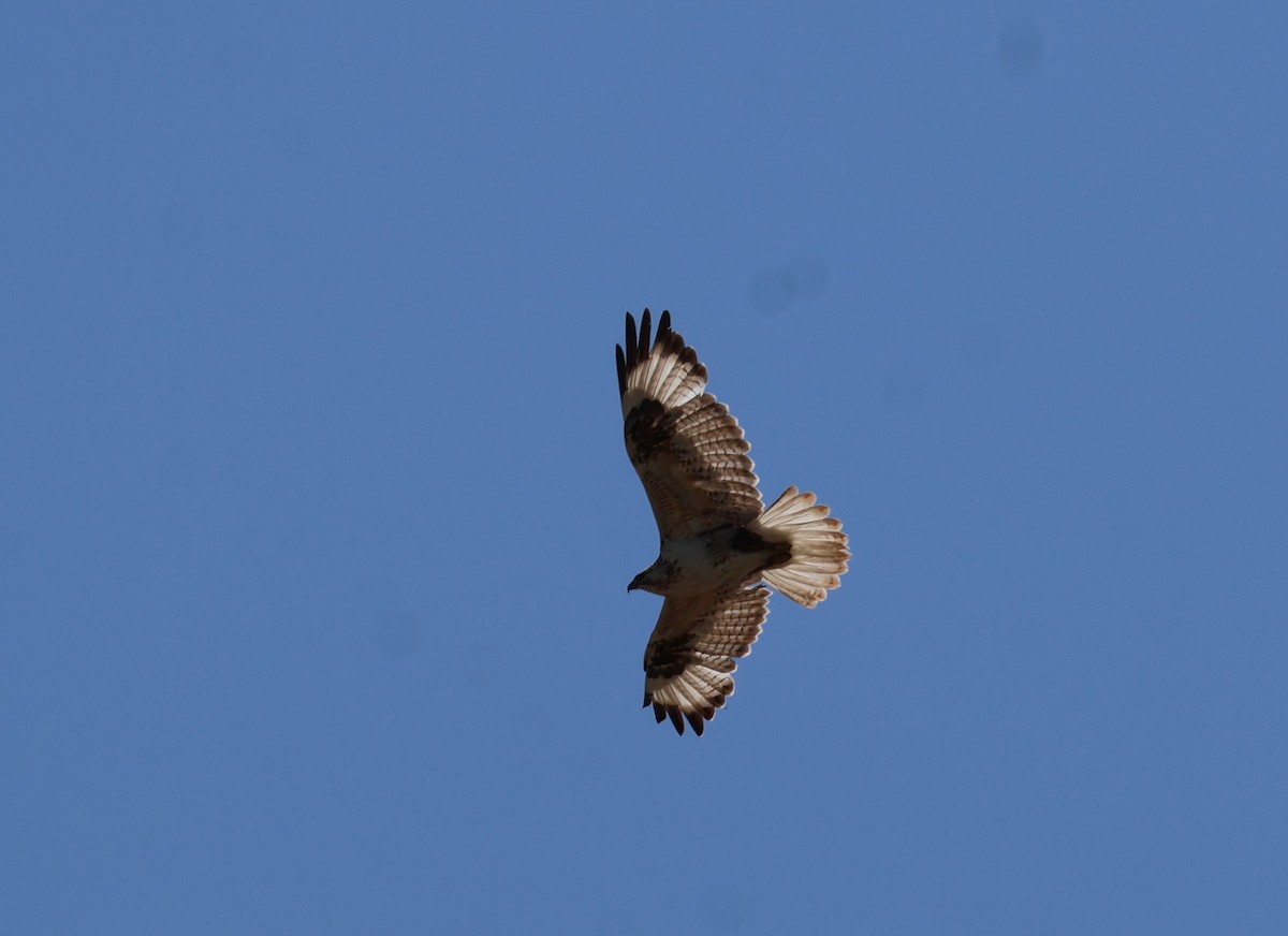 Upland Buzzard - ML637977139