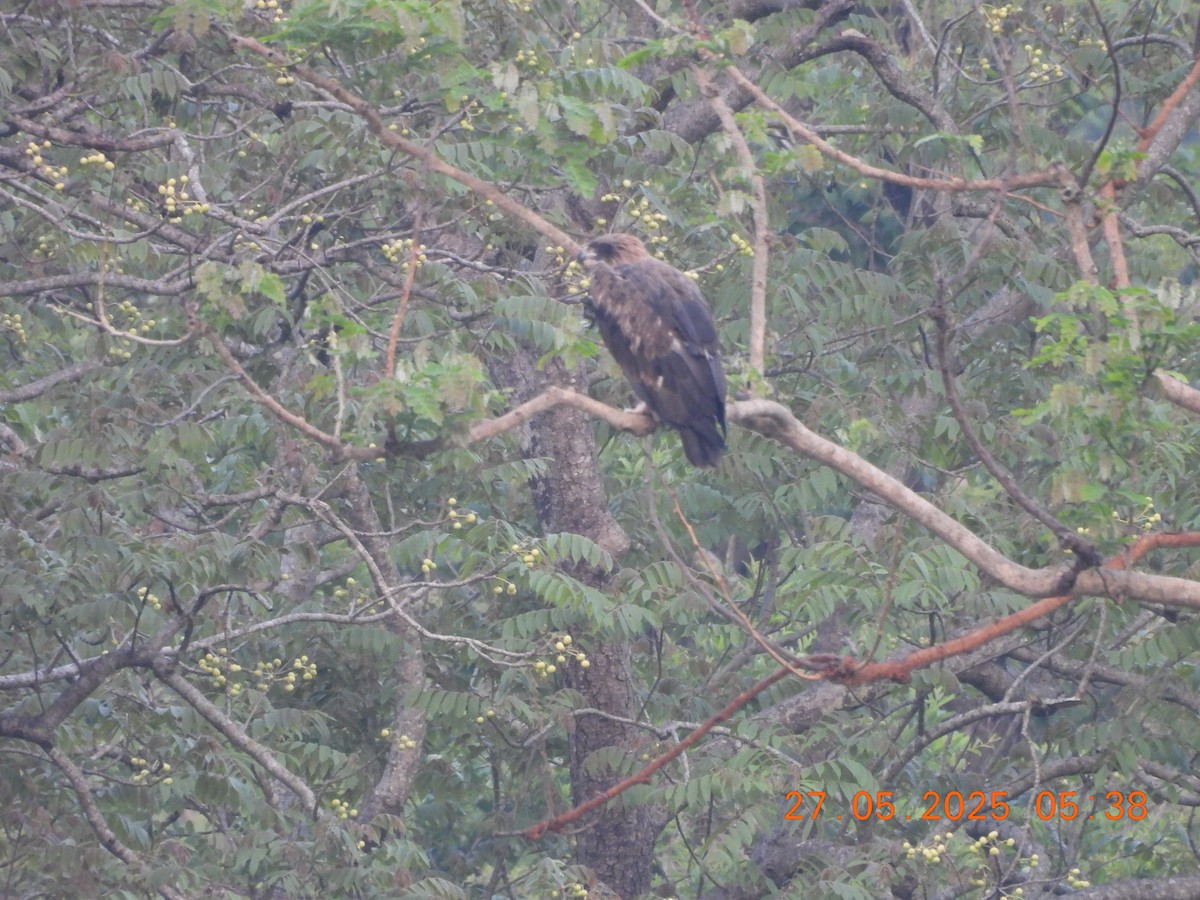 Pallas's Fish-Eagle - ML637977215