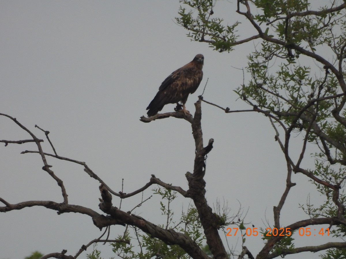 Pallas's Fish-Eagle - ML637977216