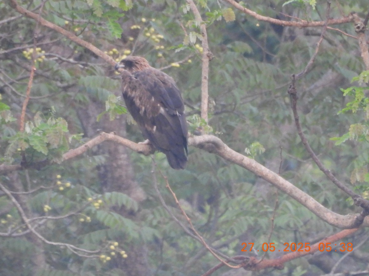 Pallas's Fish-Eagle - ML637977217