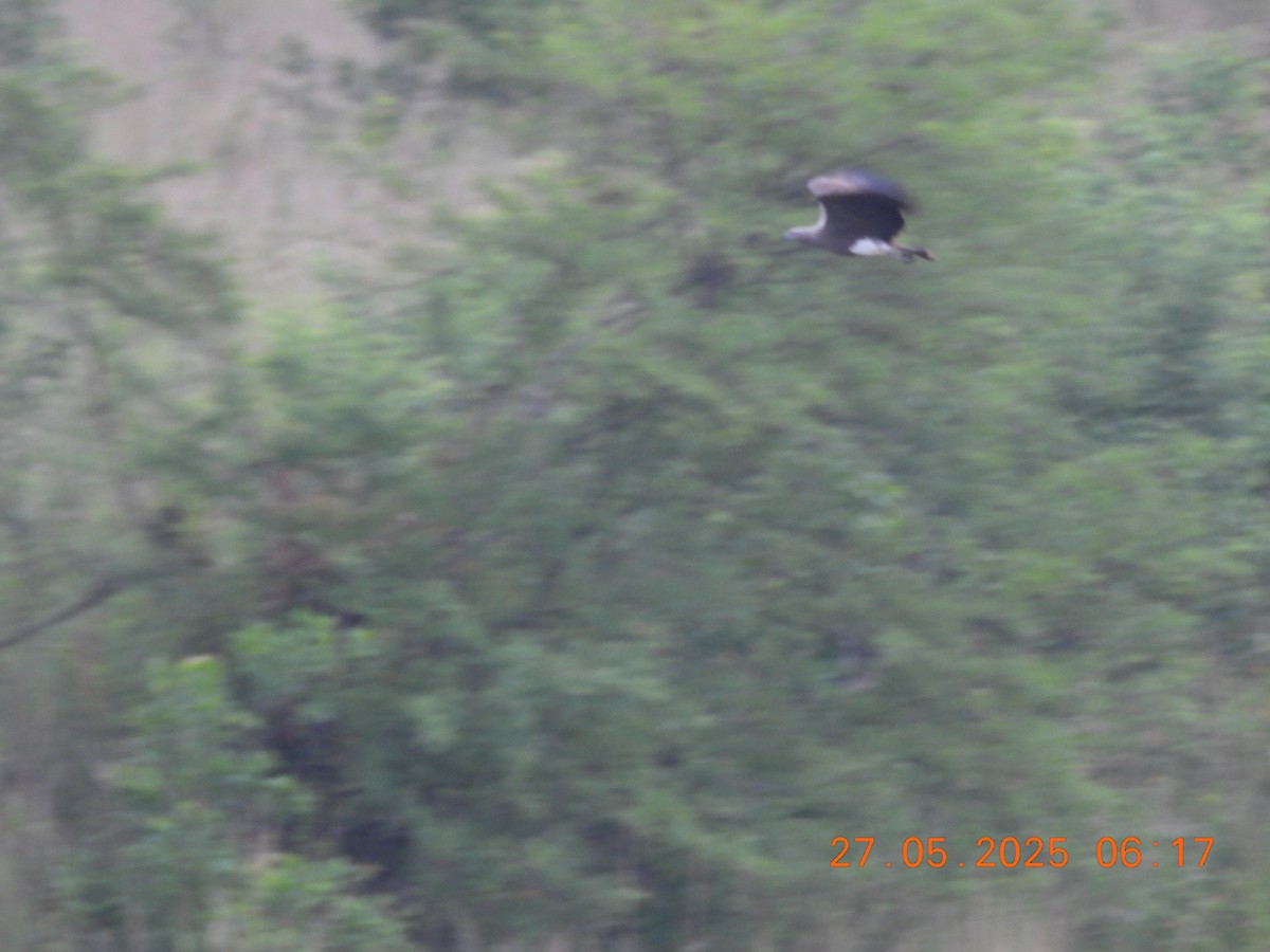 Малый рыболов - ML637977227