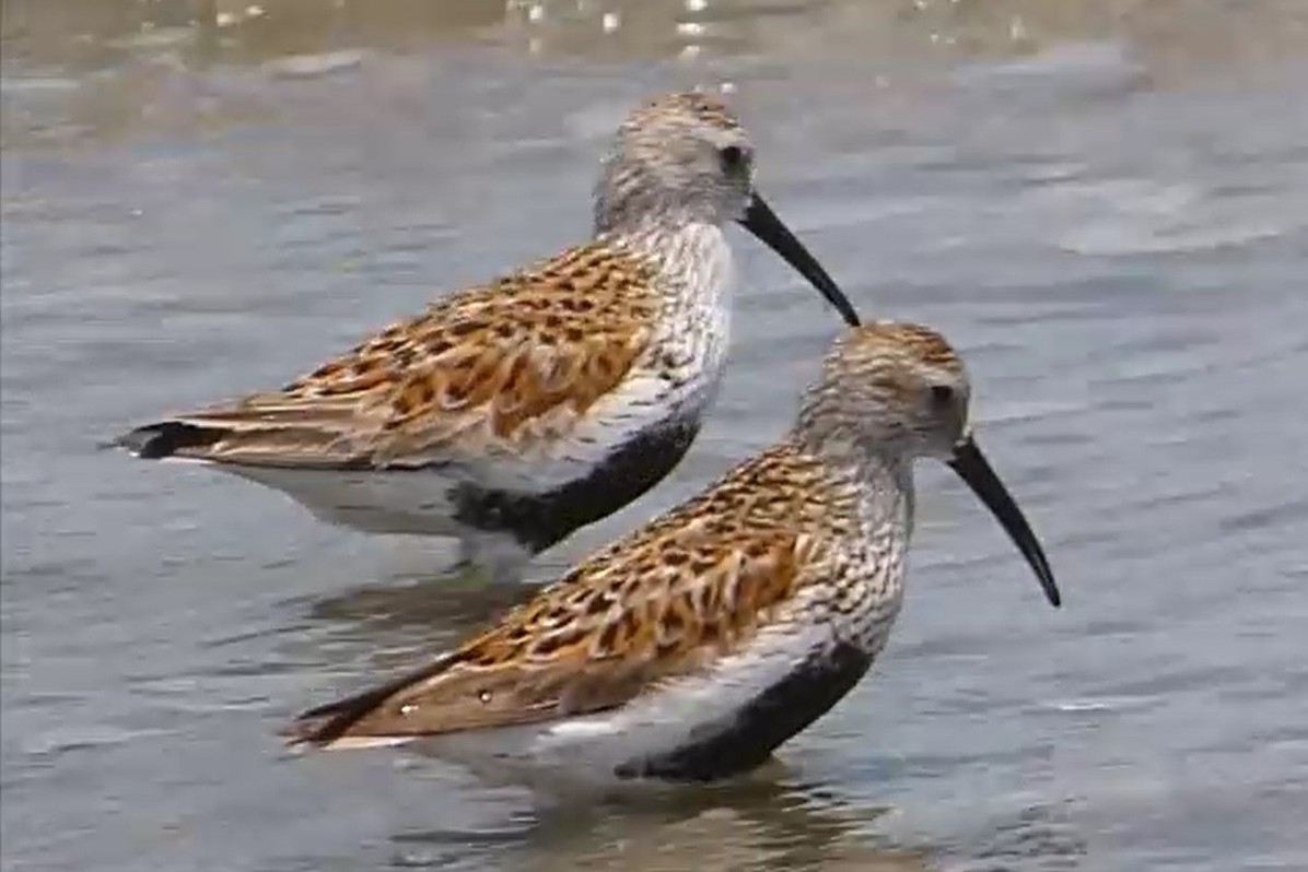 Хар элсэг - ML637977286