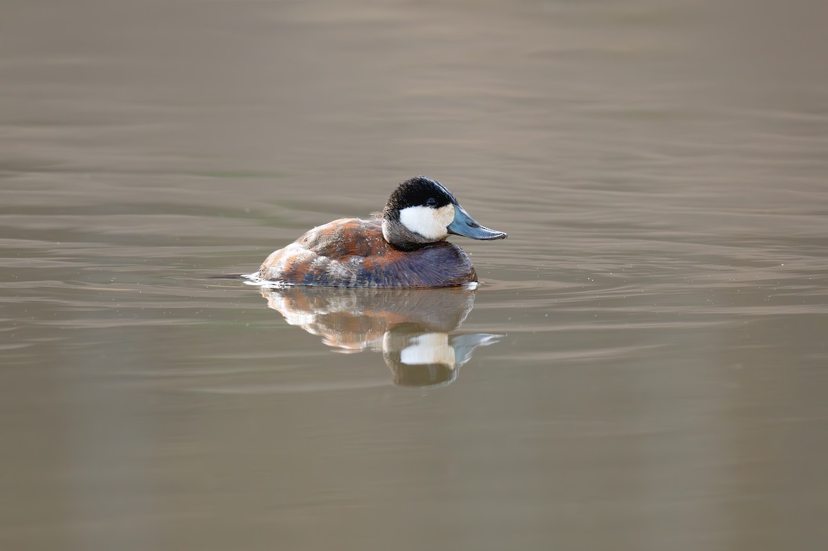 Ruddy Duck - ML637977355