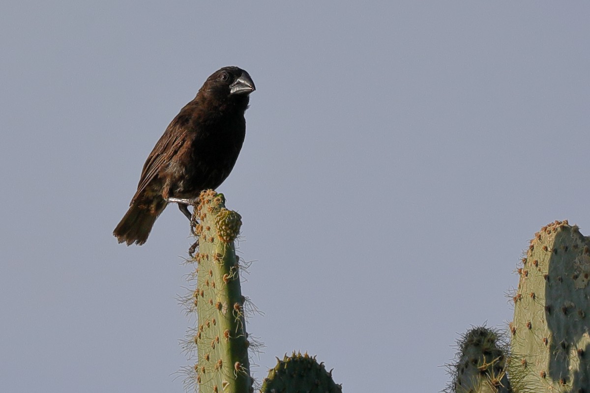 Genovesa Cactus-Finch - ML637977398