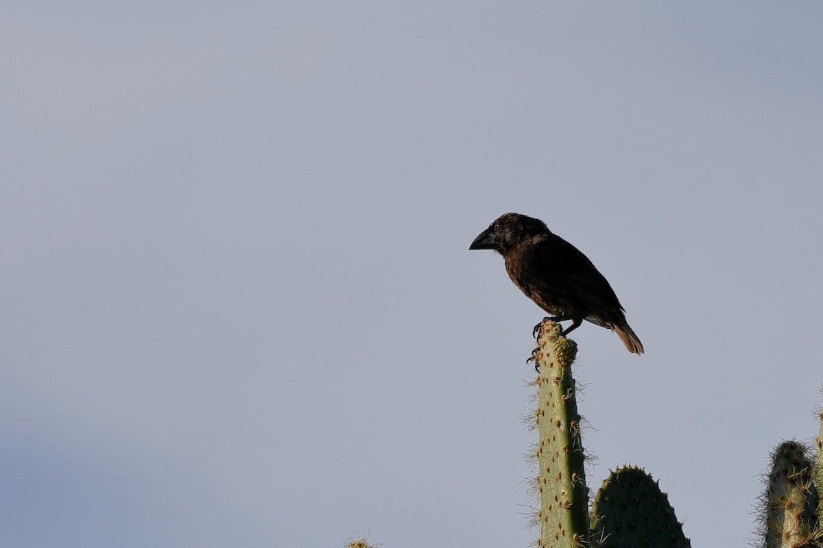 Genovesa Cactus-Finch - ML637977399