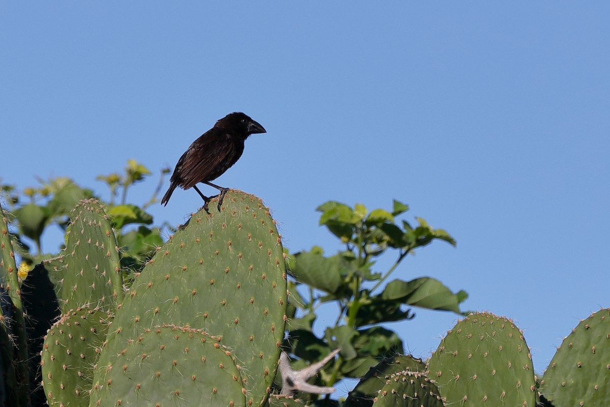Genovesa Cactus-Finch - ML637977400