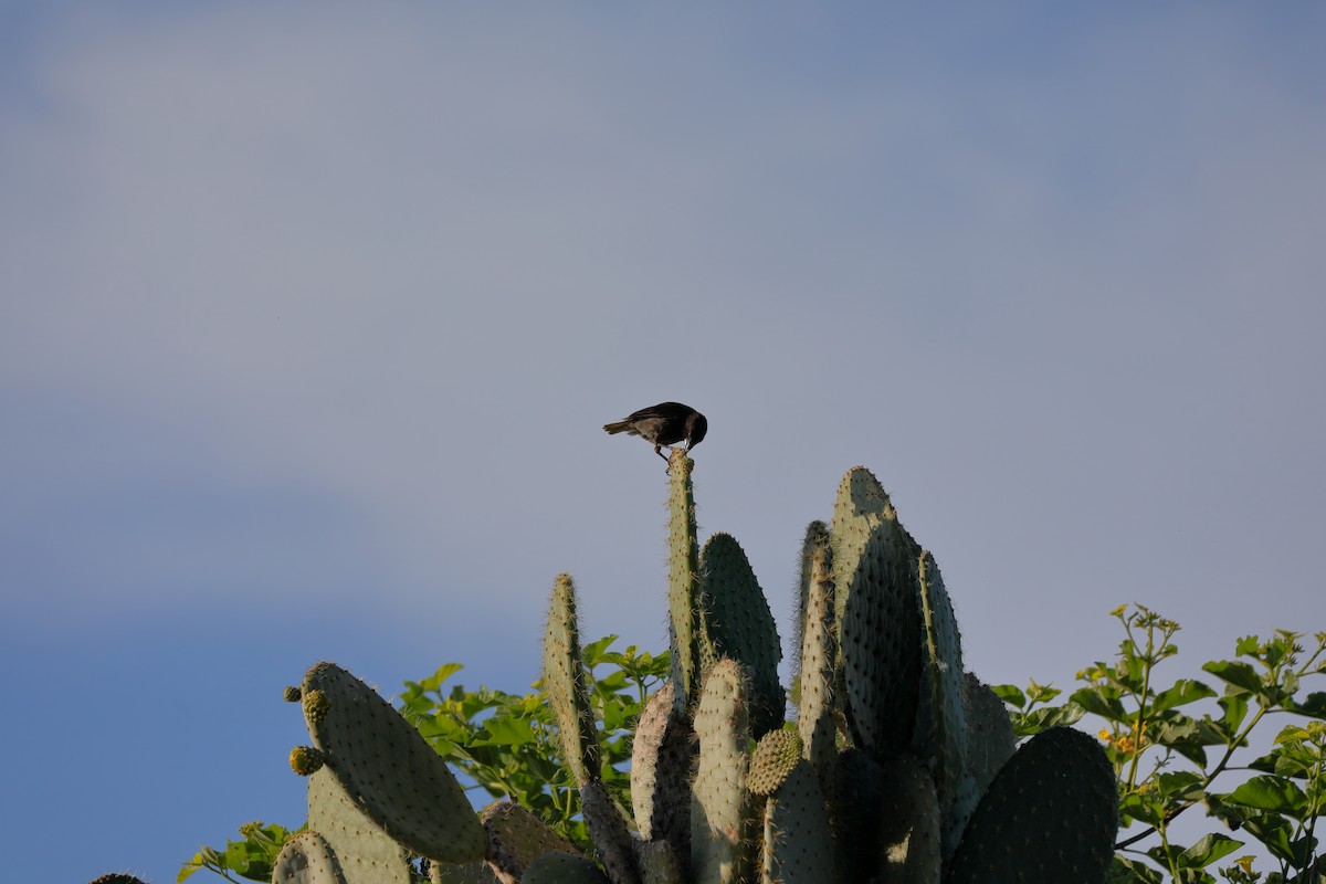 Genovesa Cactus-Finch - ML637977401