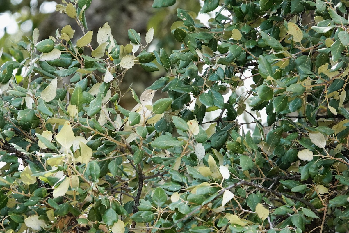 Western Bonelli's Warbler - ML637977408