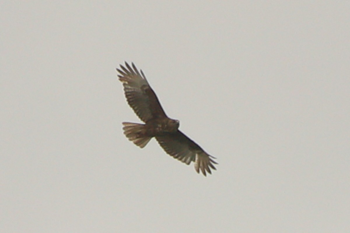 Hawaiian Hawk - ML637977417