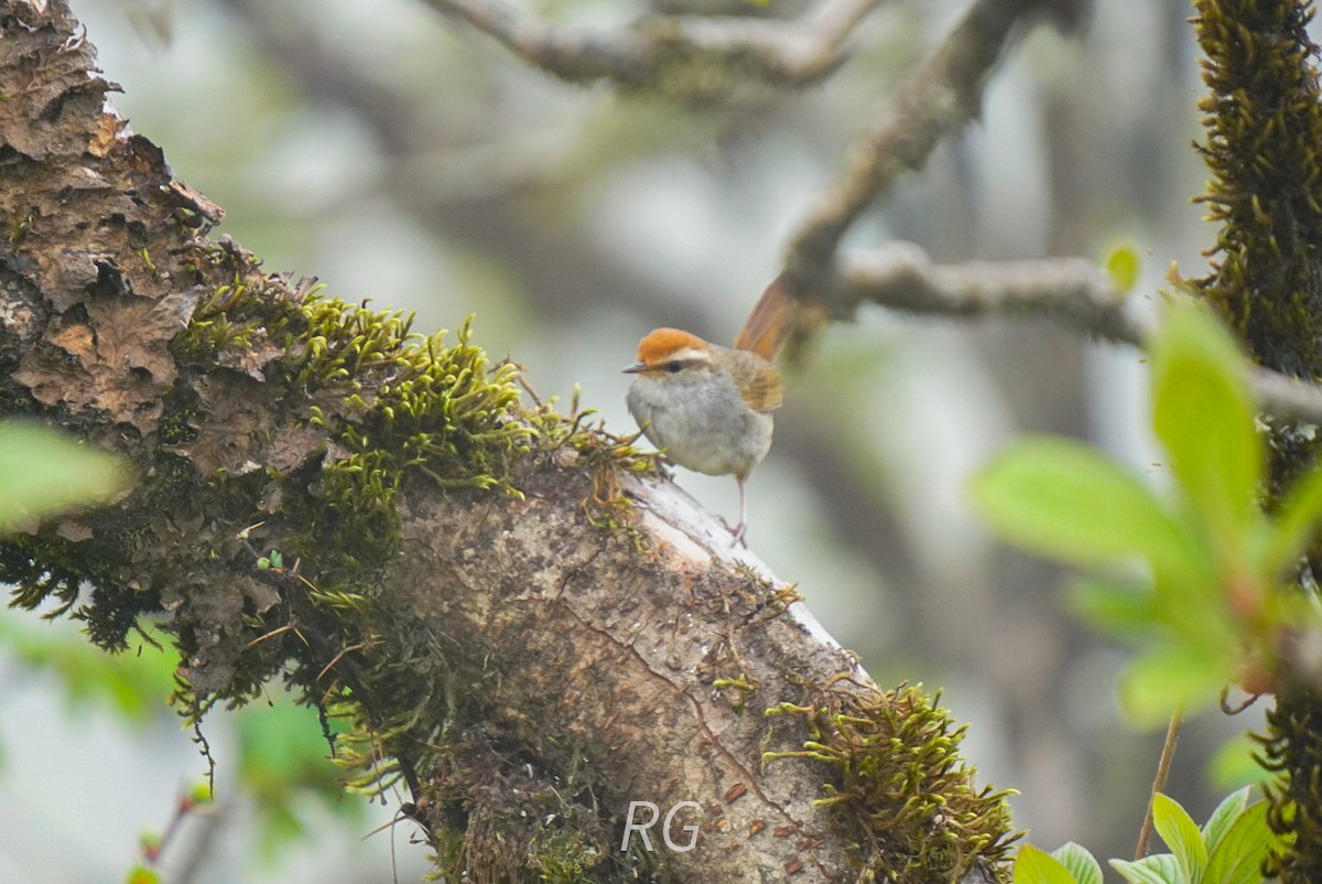 Gray-sided Bush Warbler - ML637977446