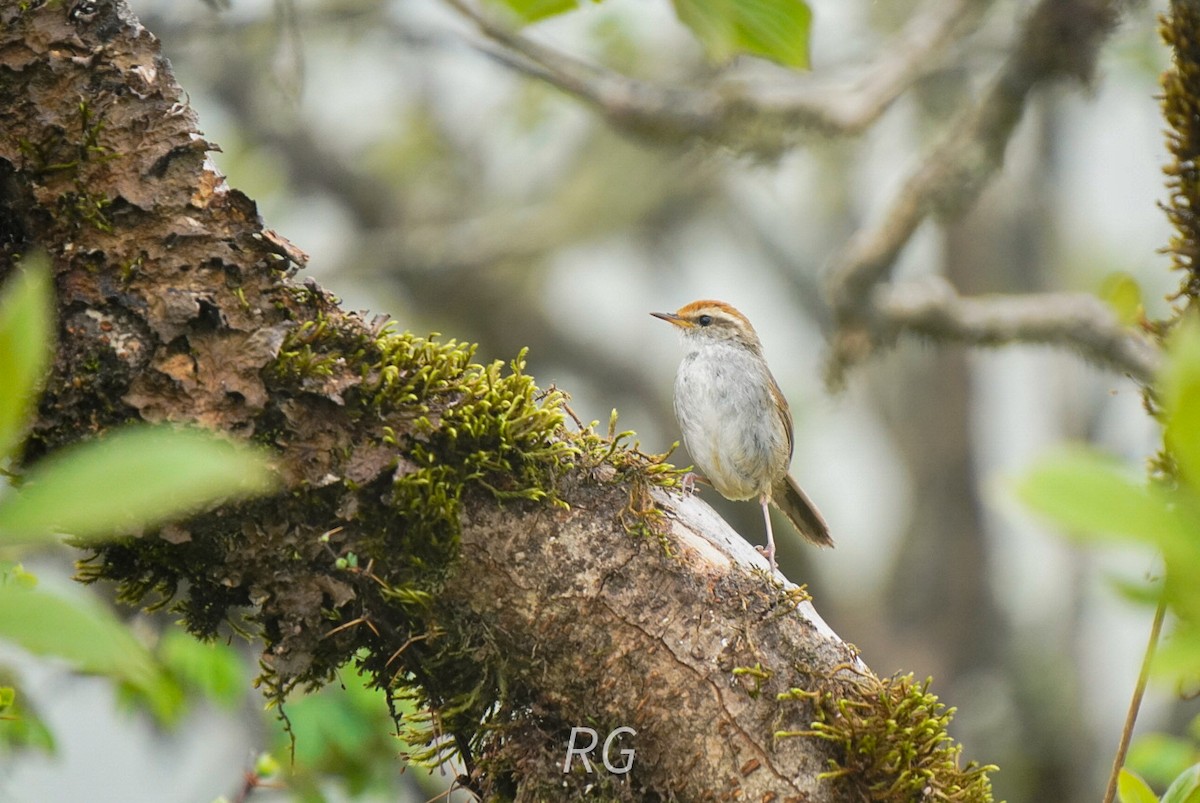 Gray-sided Bush Warbler - ML637977453