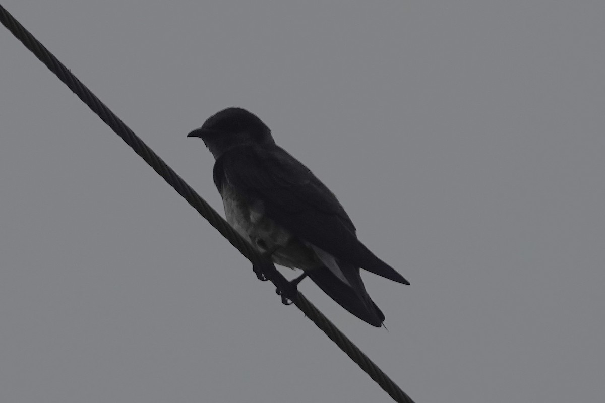Tree Swallow - ML637977501