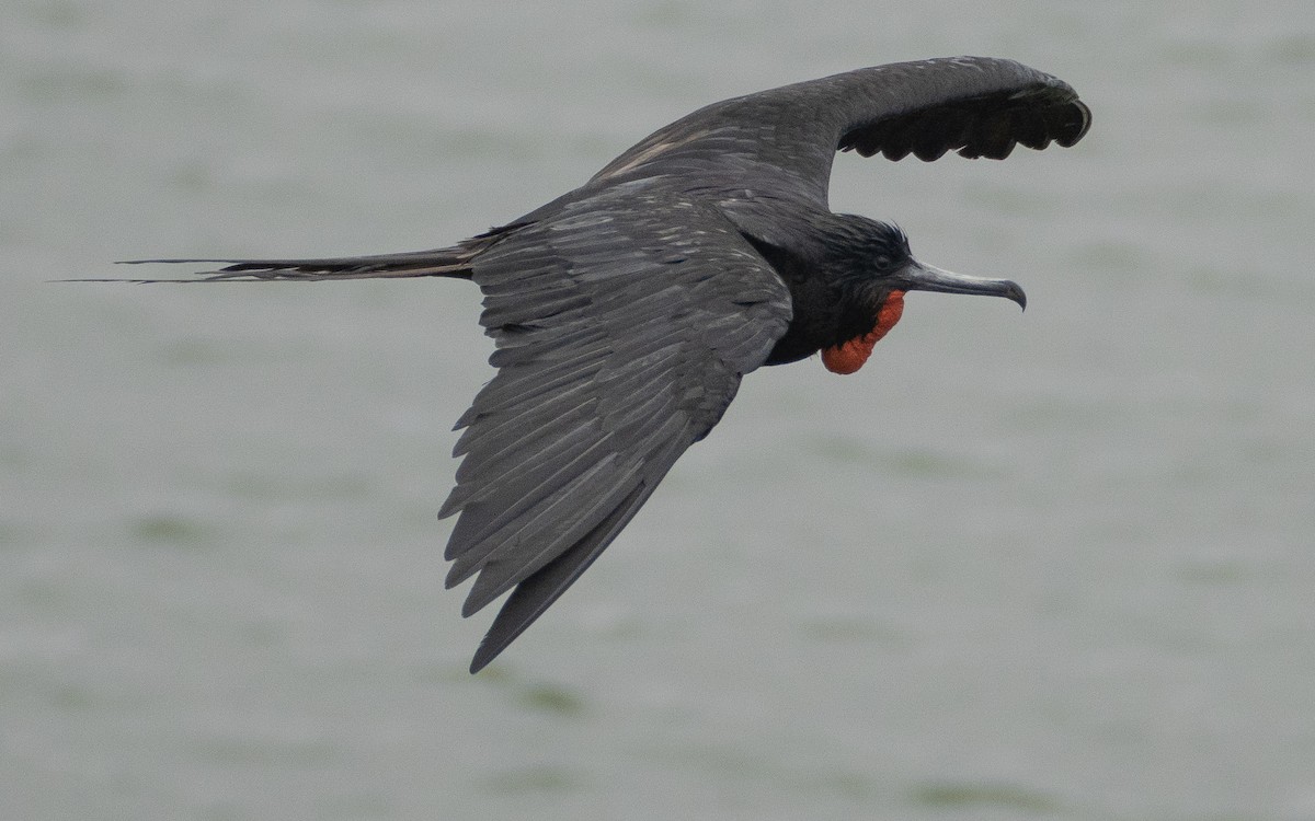 Bindenfregattvogel - ML637977530