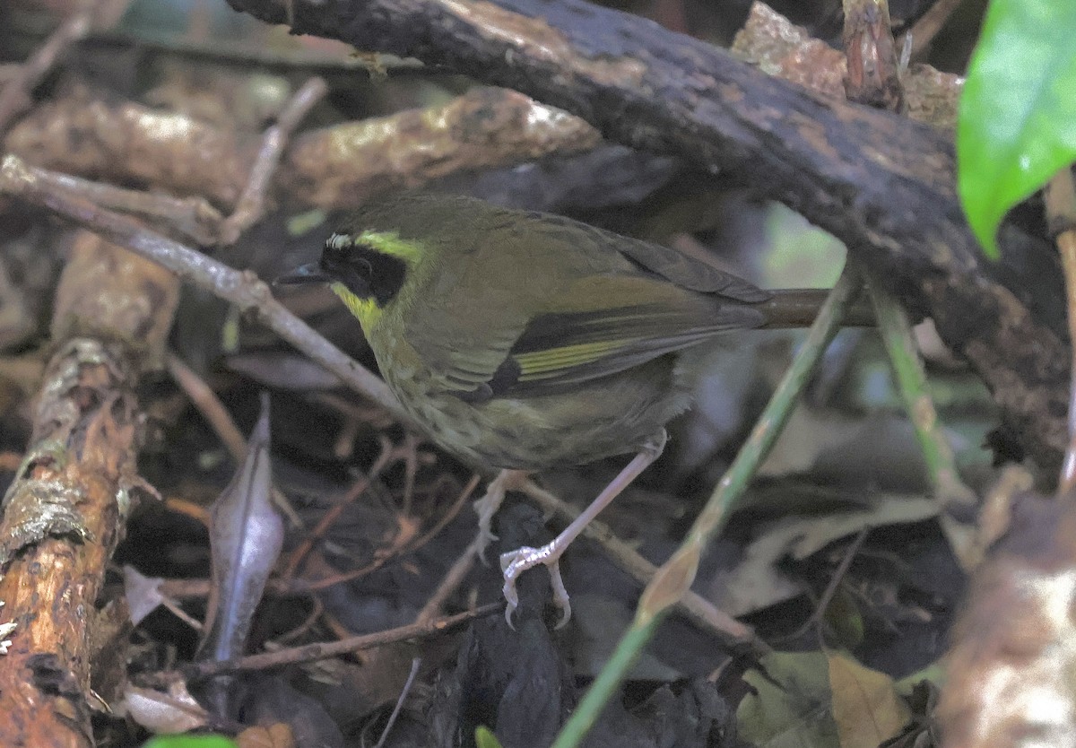 Yellow-throated Scrubwren - ML637977540