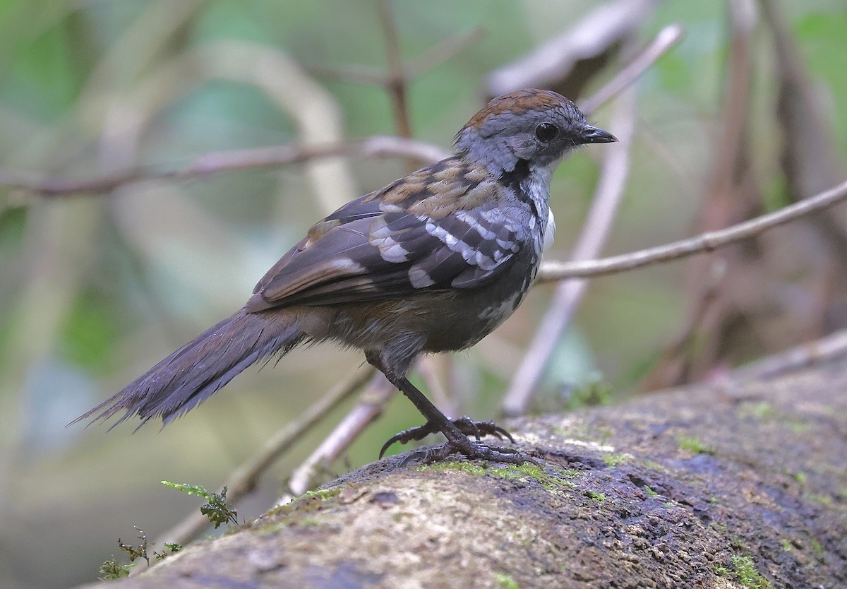 Australian Logrunner - ML637977545