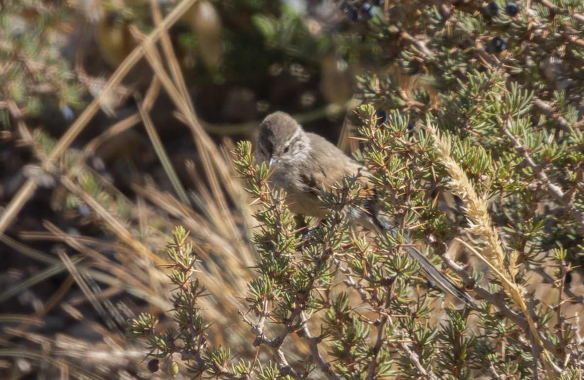 Plain-mantled Tit-Spinetail - ML637977569