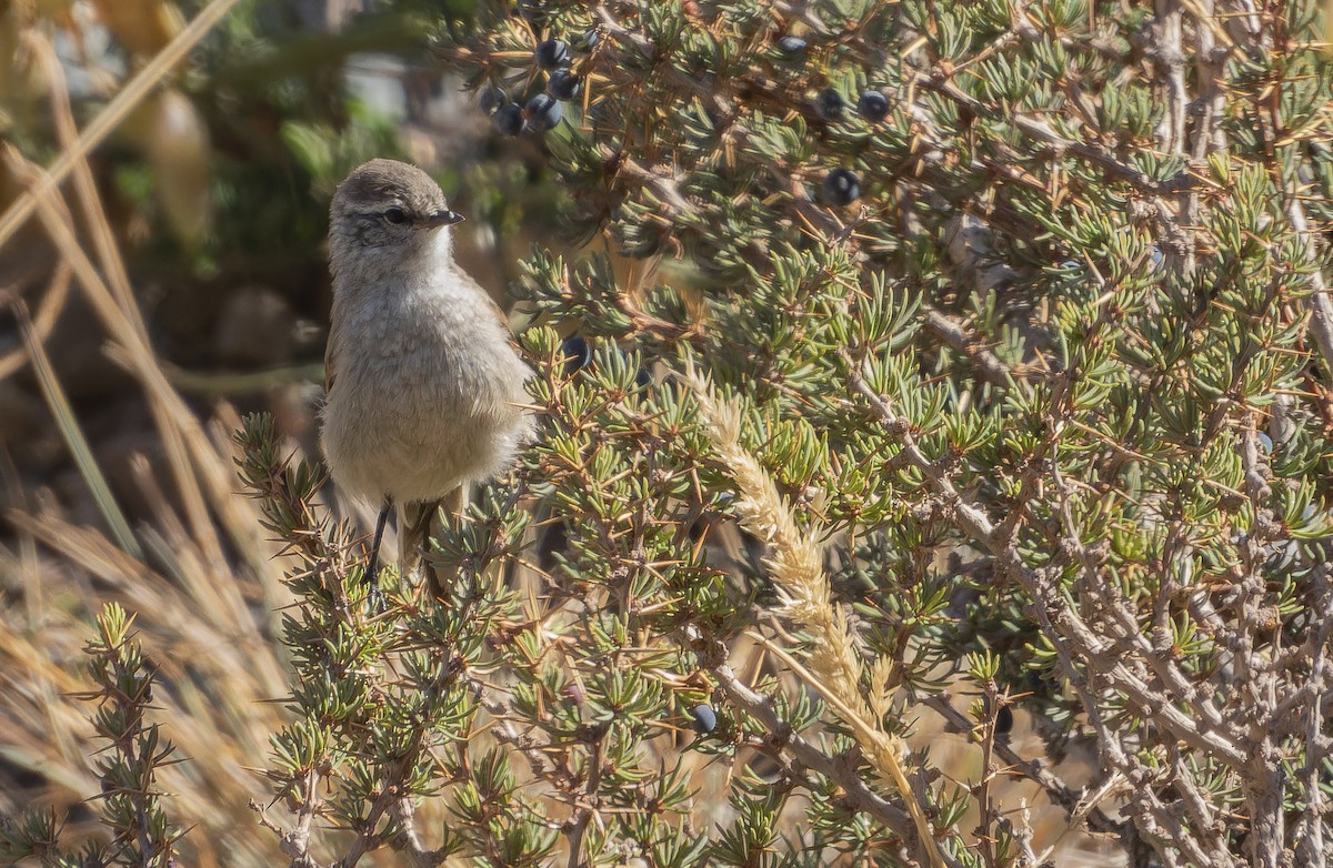 Plain-mantled Tit-Spinetail - ML637977570