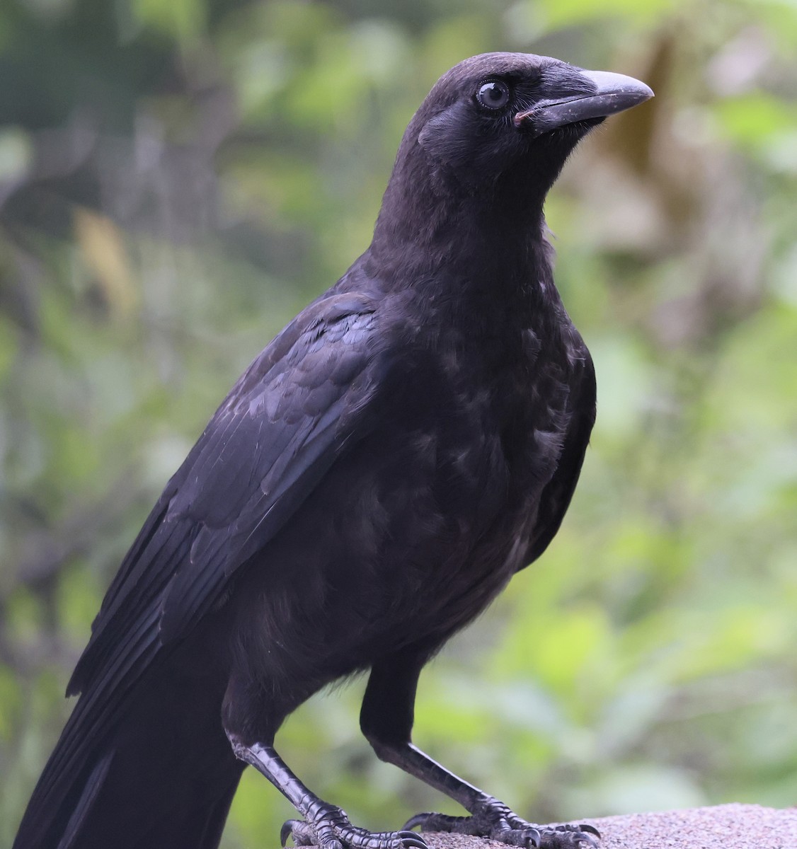 American Crow - ML637977586