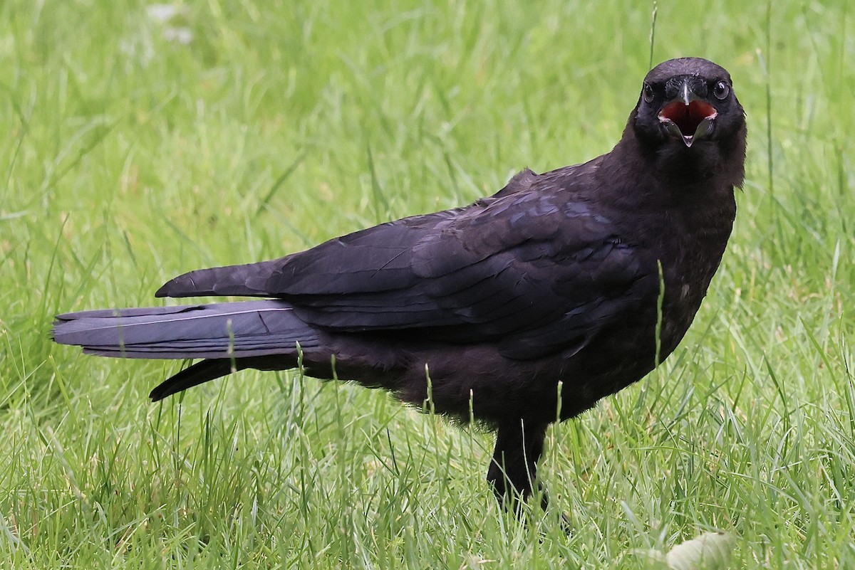American Crow - ML637977588