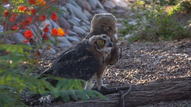 Great Horned Owl - ML637977694