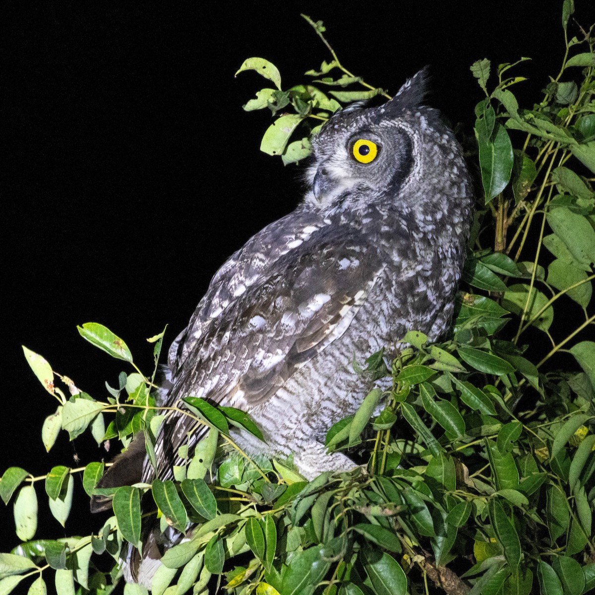 Spotted Eagle-Owl - ML637977704