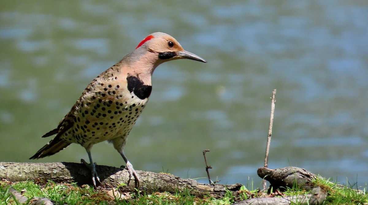 Northern Flicker - ML637977741