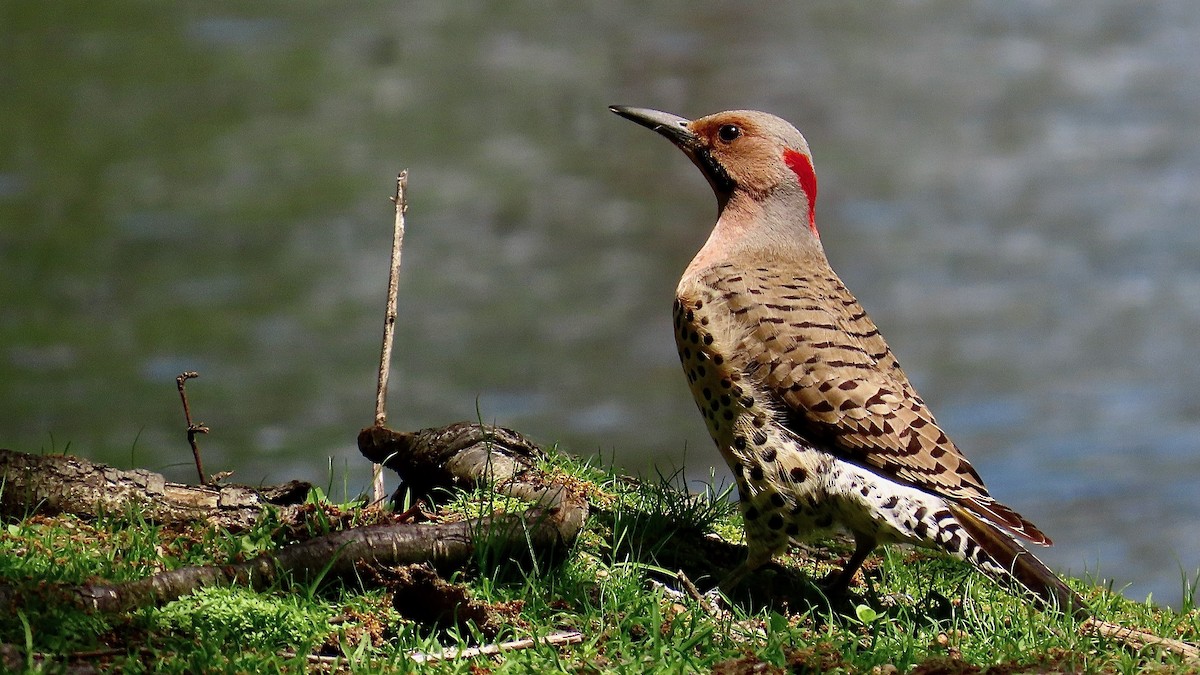 Northern Flicker - ML637977742