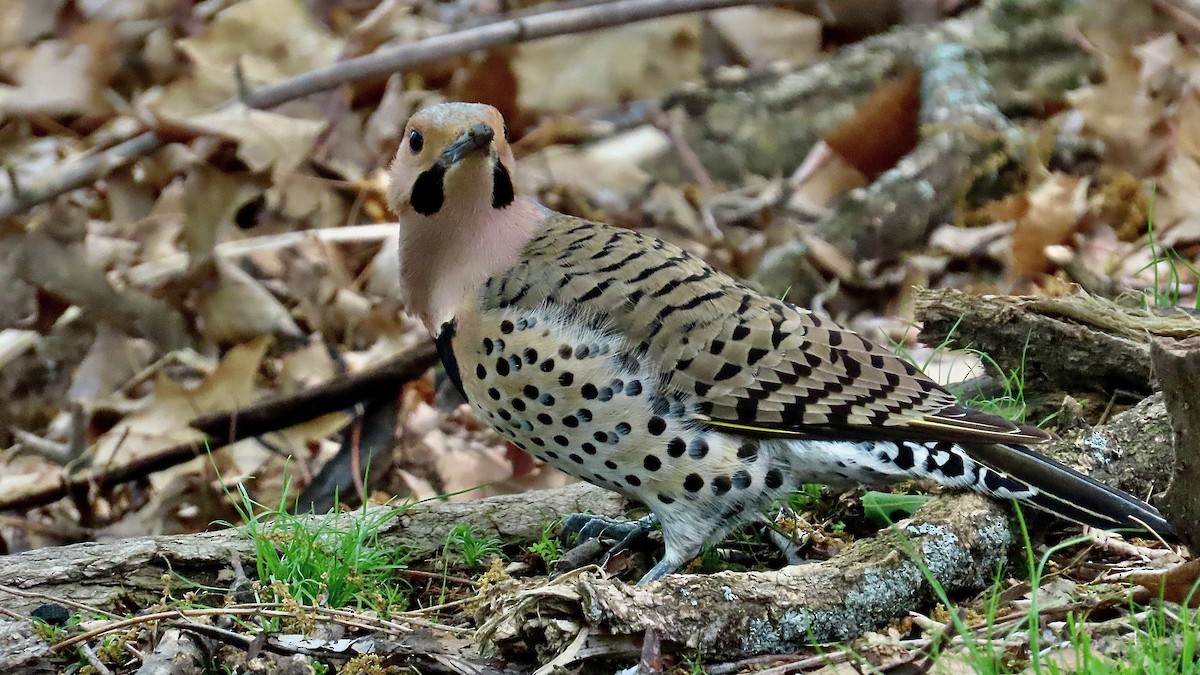 Northern Flicker - ML637977743