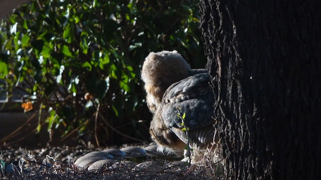 Great Horned Owl - ML637977759