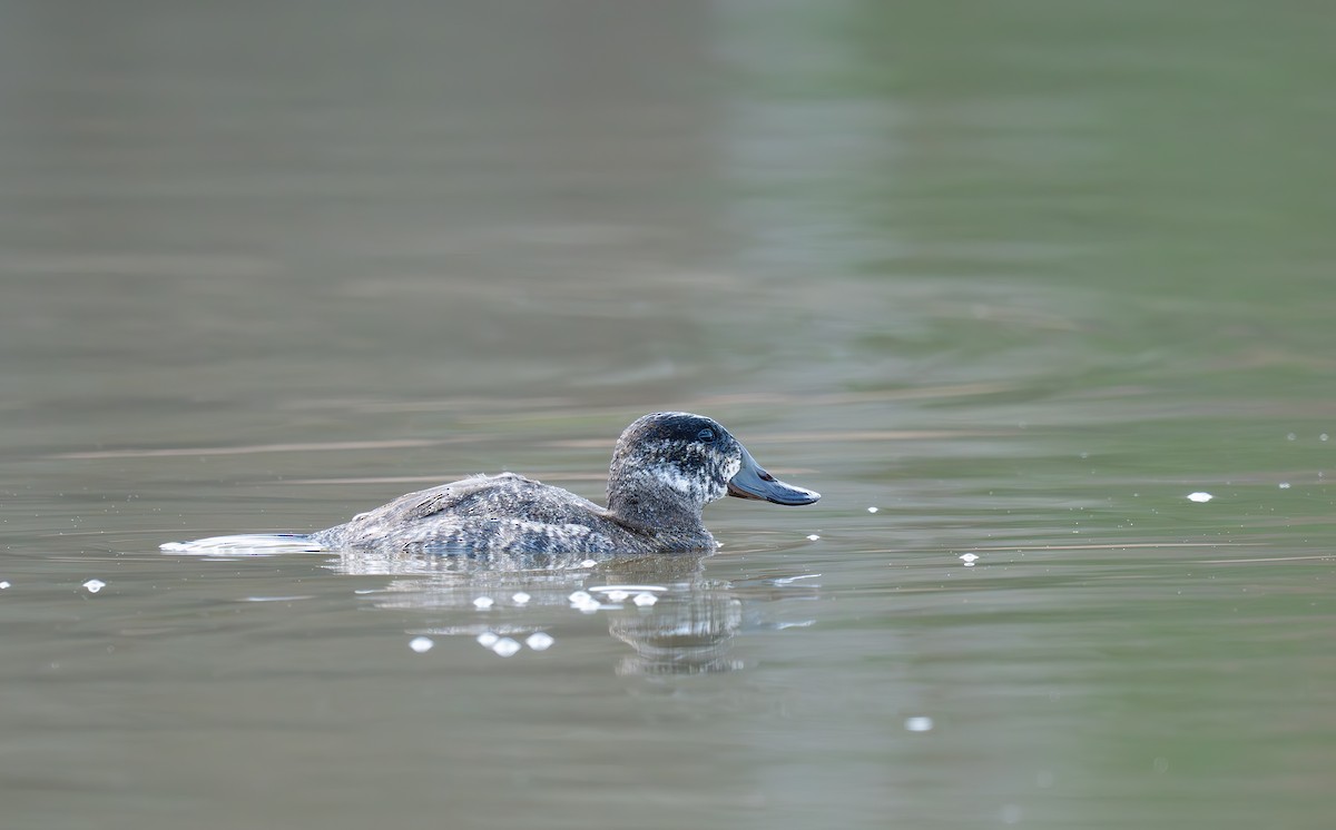 Ruddy Duck - ML637977780
