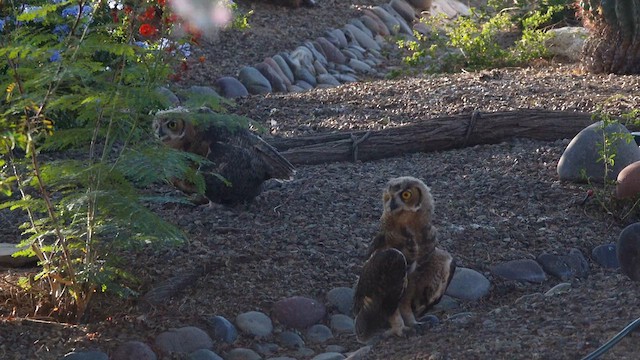 Great Horned Owl - ML637977783