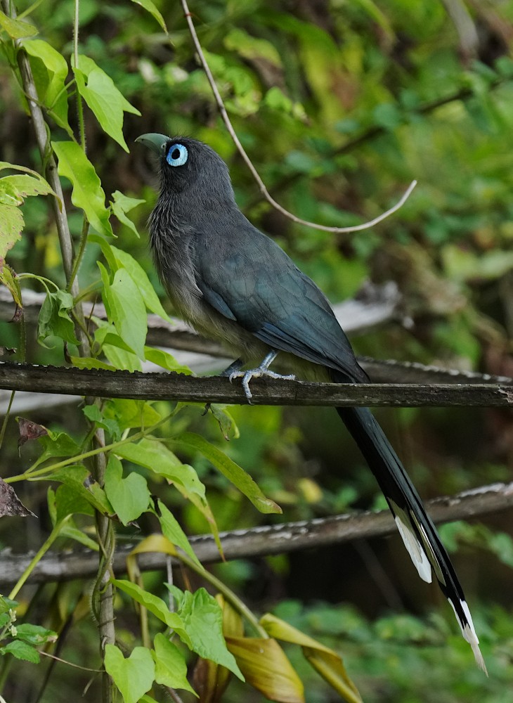 Blue-faced Malkoha - ML637977808