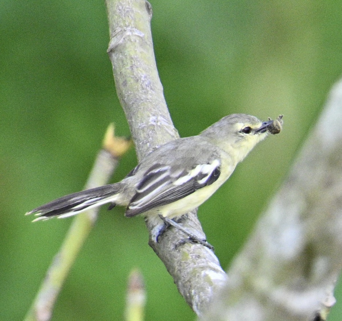 Lesser Wagtail-Tyrant - ML637977813