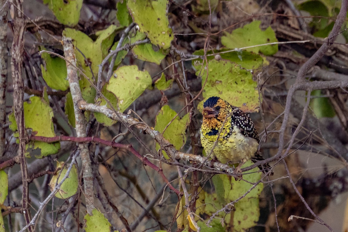 D'Arnaud's Barbet - ML637977814