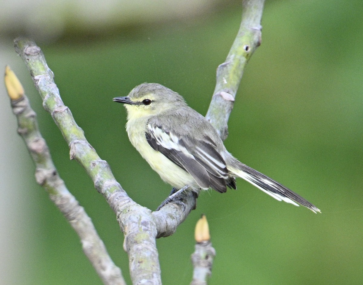 Lesser Wagtail-Tyrant - ML637977817