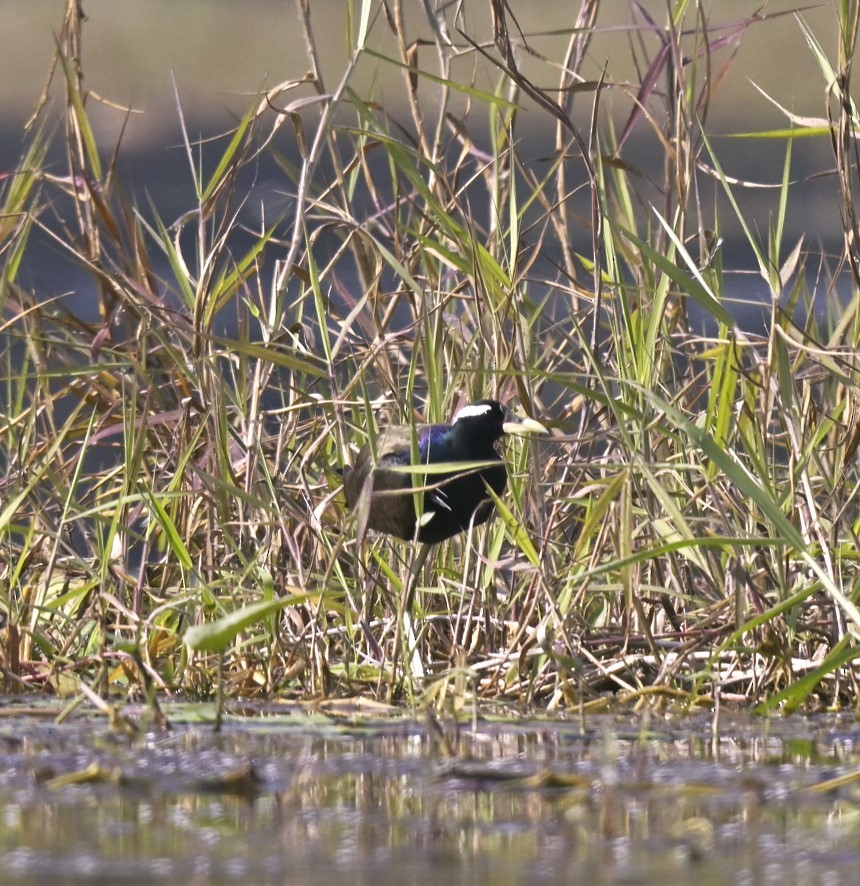 Bronze-winged Jacana - ML637977830