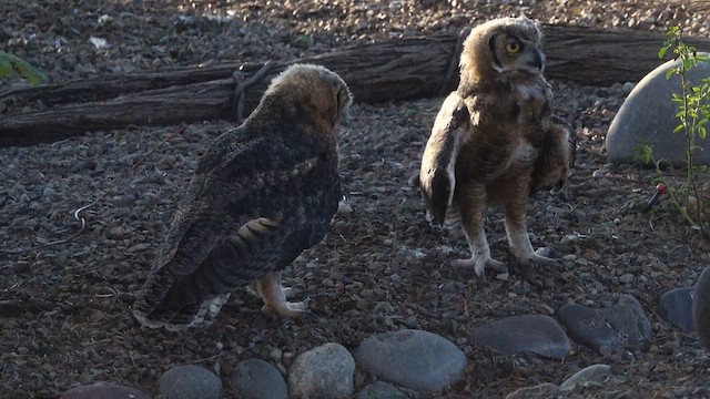 Great Horned Owl - ML637977838