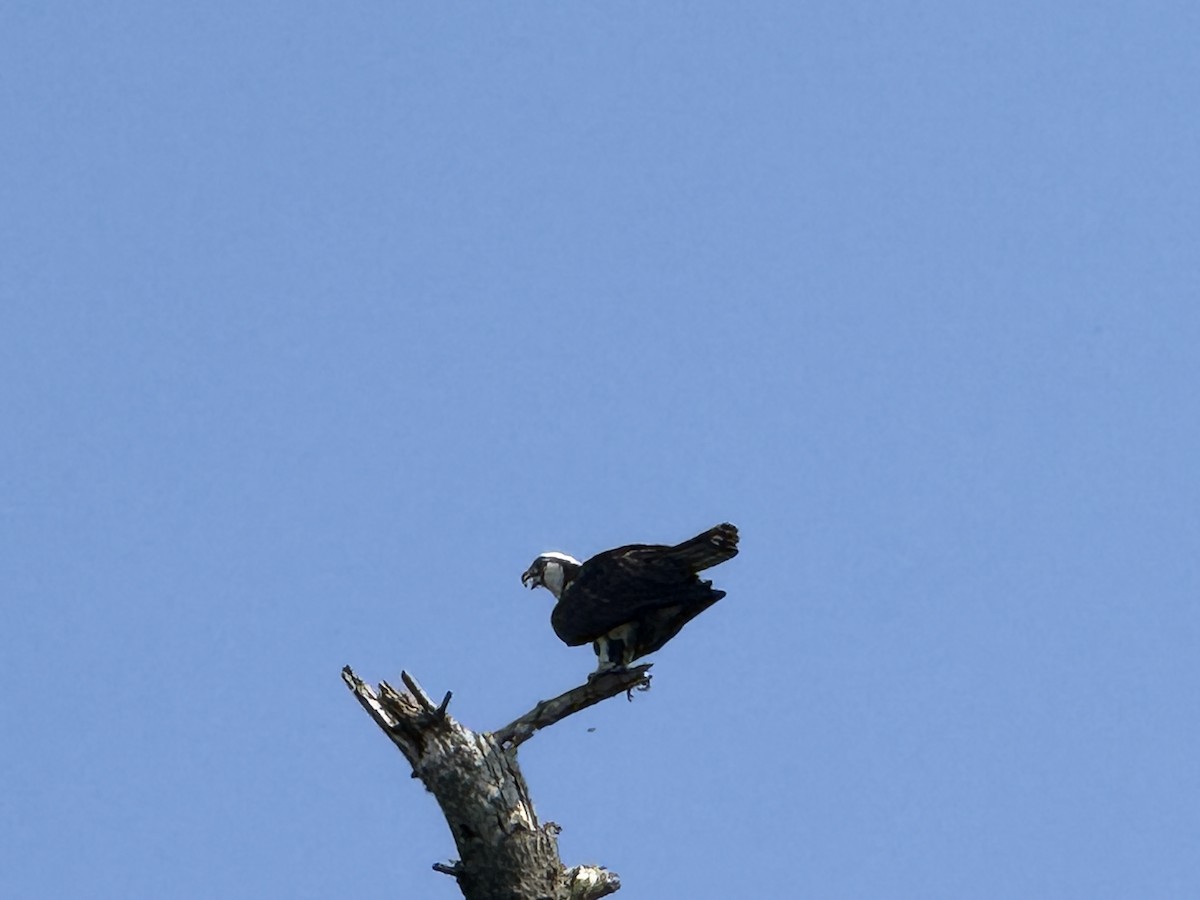 Osprey - ML637977840