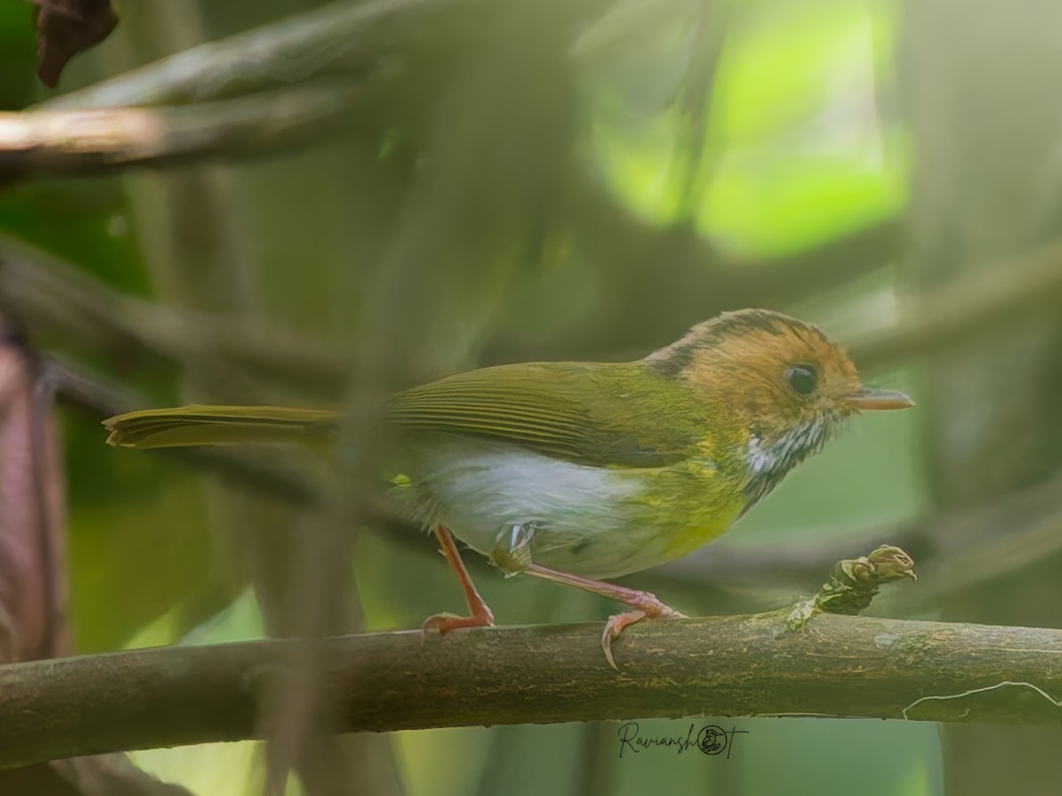 Rufous-faced Warbler - ML637977861
