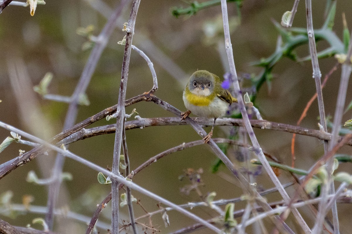 Yellow-breasted Apalis - ML637977862