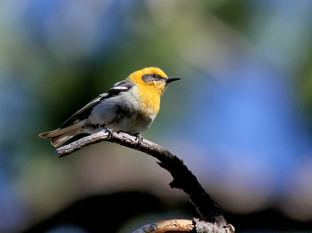 Olive Warbler - ML637977871