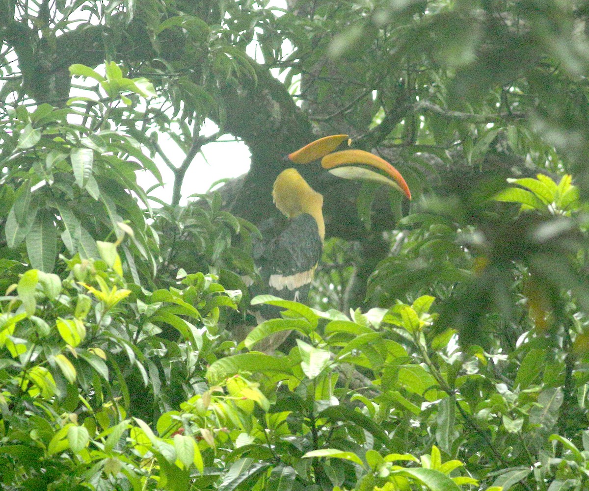 Great Hornbill - ML637977891