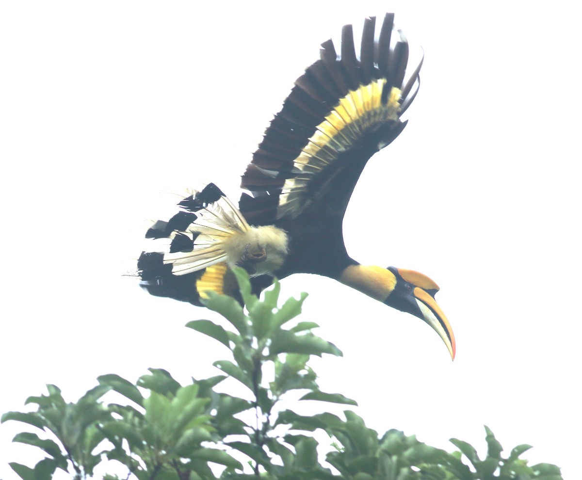 Great Hornbill - ML637977894