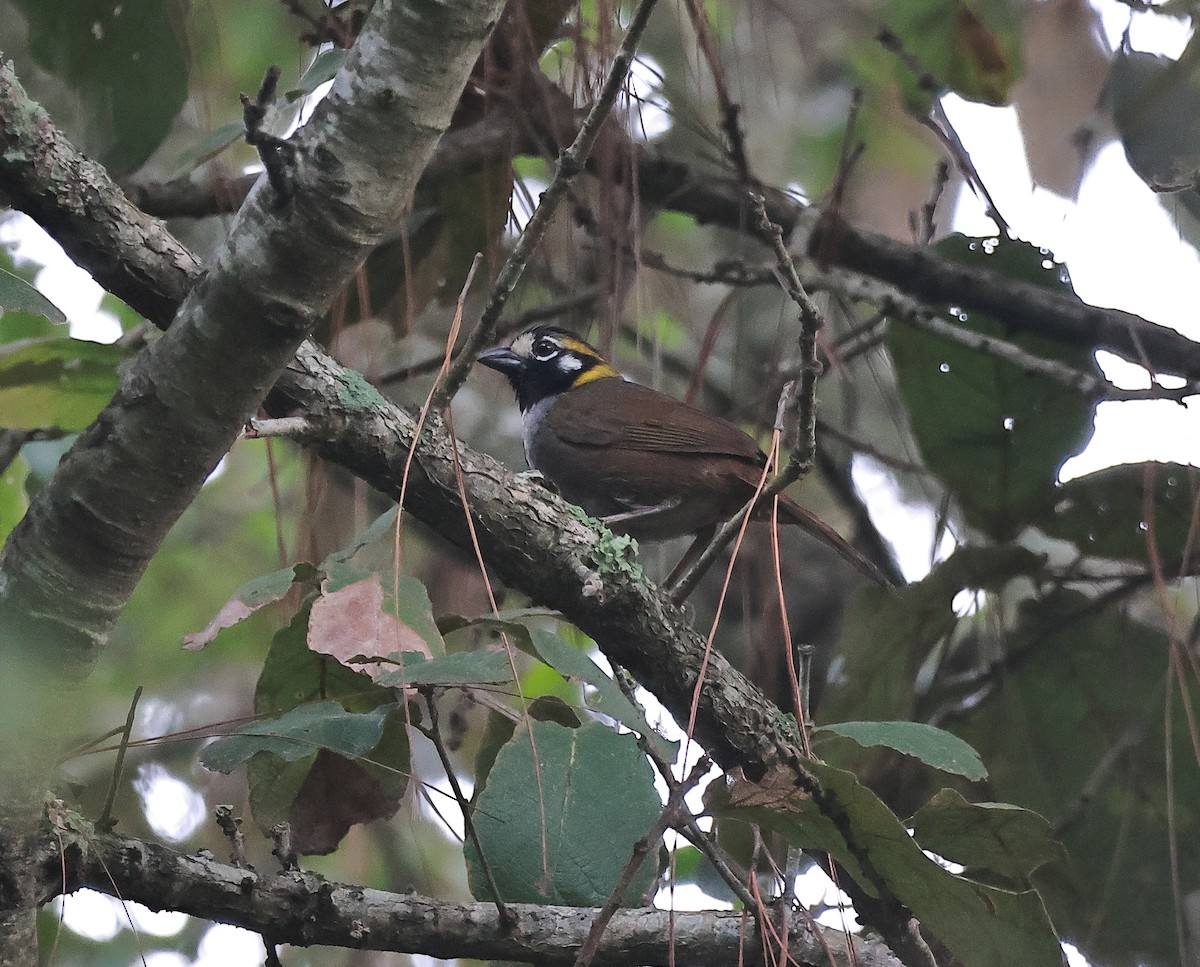 Gray-crowned Ground-Sparrow - ML637977911