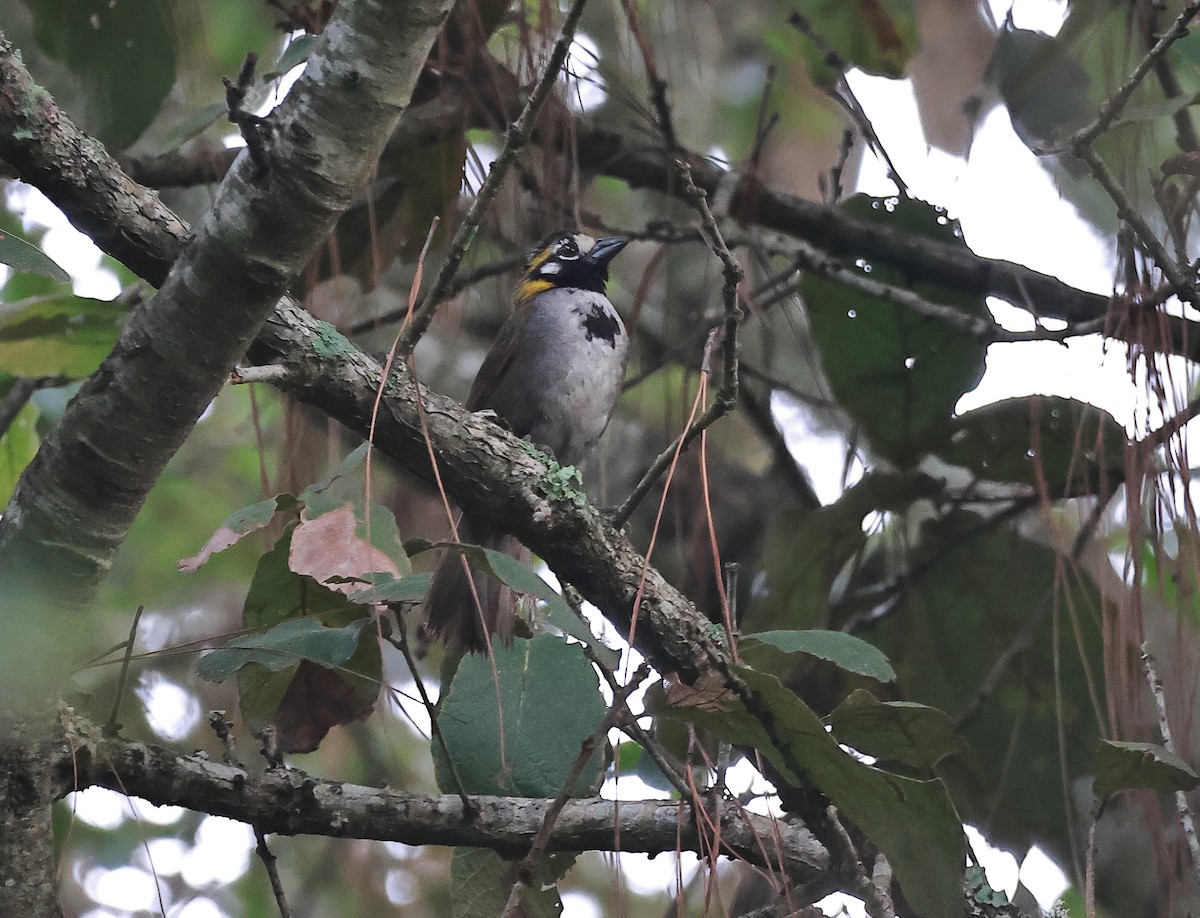 Gray-crowned Ground-Sparrow - ML637977912